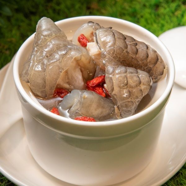培元龍鳳燉鱷盅湯 Angelica crocodile meat soup